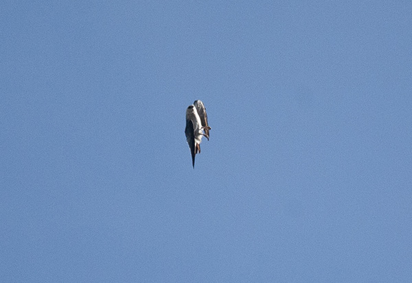 Photo of a Mississippi Kite swerving into a steep bank-and-turn against a background of bright blue sky. The bird is completely sideways in frame, legs partly extended and wings tightly tucked as it swerves.