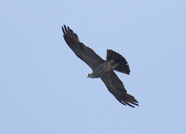Photo of a Mississippi Kite soaring overhead against a background of light blue sky. The bird is in a relaxed soaring position—wings extended, tail feathers spread, and eyes focused forward.