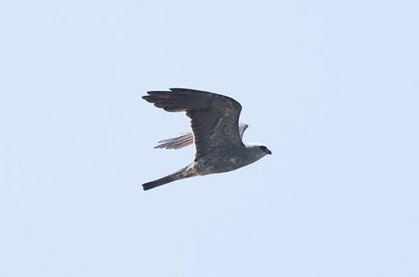 Profile photo of a Mississippi Kite soaring overhead, nearly silhouetted against a pale blue sky. The bird's feathers are mottled shades of gray, lightening to white on its face. Its long wings, long blunt tail, and sharp raptor beak are notable in this photo.