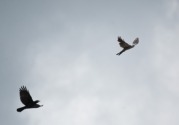 Photo of a crow chasing a Mississippi Kite. The crow is some distance behind the kite and appears larger in the frame than the kite. The crow's wings are fully extended and its beak is open, scolding as it flies. The kite's wings are also fully extended, primaries curved for soaring. The kite's primaries are of irregular length and its tail appears to be missing a feather, signs of recent molting.
