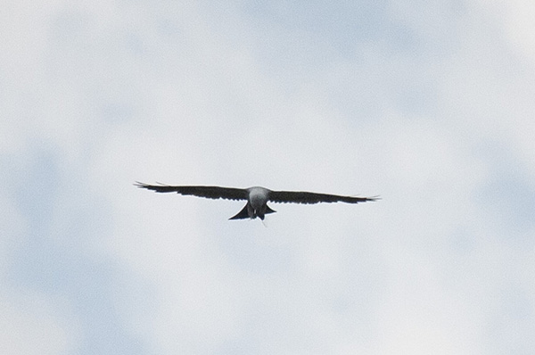 Grainy photo of a Mississippi Kite flying toward the camera. The bird's head is bent as it eats, mid-flight, a cicada that is grasped between its feet.