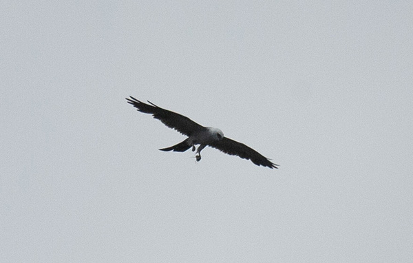 Grainy photo of a Mississippi Kite flying high overhead, grasping a cicada in the claws of its left foot. The bird's head is slightly bent toward its catch, preparing to eat.