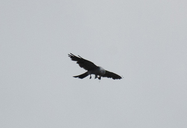 Grainy photo of a Mississippi Kite flying high overhead, grasping a cicada in the claws of its left foot. The bird is reaching down with its head and beak, eating the cicada mid-flight.