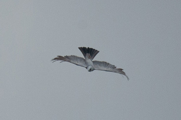 Grainy photo of a Mississippi Kite captured mid-dive. The bird is facing directly ground-ward, its head angled to one side as it hunts cicadas.