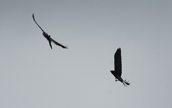 Photo of a crow flying toward a Mississippi Kite that is soaring overhead. The crow's mouth is open, scolding, and its feet are curling forward, as if readying to yank a few feathers.