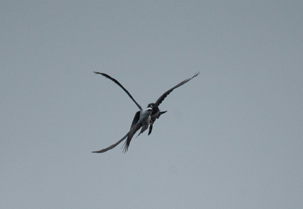Photo of a crow closing in on a Mississippi Kite, mid-air. The kite's wings are flexed upward, beginning a maneuver to dodge the crow.