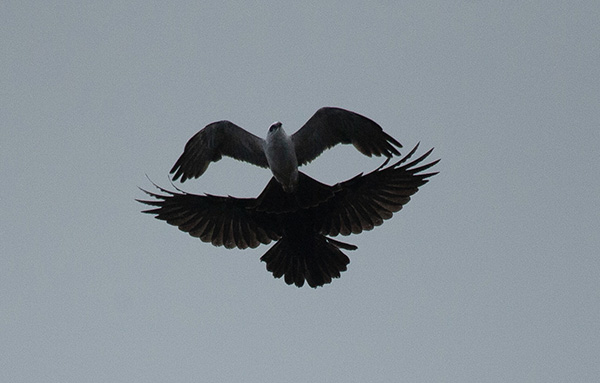 Photo of a crow dropping toward a Mississippi Kite as both fly overhead, nearly silhouetted against a dark gray sky. The crow is above and behind the kite, and appears to be slightly larger than the kite—partly because the crows wings are fully extended, feathers spread, while the kite's wings are slightly tucked for maneuverability. The two birds' silhouettes are overlapping and merged, in this photo, due to close proximity and poor lighting.