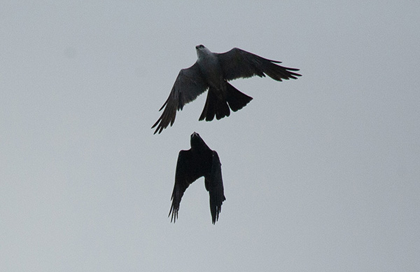 Photo of a crow approaching a Mississippi Kite, mid-air. The crow is closing in from behind and above the kite, while the kite appears to be unaware of the crow's approach.