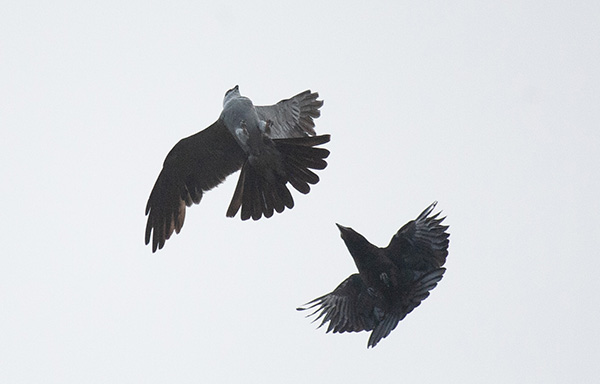 Photo of a Mississippi Kite dodging a crow, mid-air. The kite's wings and tail feathers are angled for braking and climbing, while the crow's body position suggests a full-stop braking maneuver.