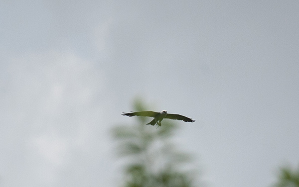 Photo of a Mississippi Kite flying overhead, clutching a cicada between its feet. The bird's silhouette is partially obscured by the blurry branches of a neighborhood tree.