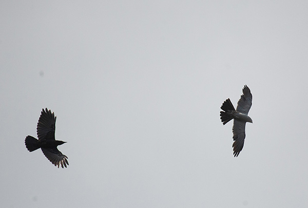 Photo of a crow chasing a Mississippi Kite against the background of a cloudy gray sky. The mid-air pursuit is climbing and banking slightly, both birds turning away from the camera.