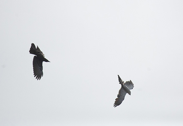 Photo of a crow chasing a Mississippi Kite into a steep climb. The kite is looking up and sideways, preparing for a tight banking maneuver, while carrying a cicada clutched in its claws.