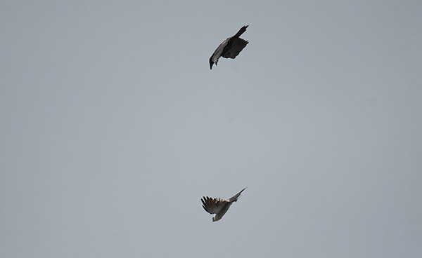 Photo of a Mississippi Kite evading a crow after a mid-air bank-and-roll maneuver. The kite has a cicada clutched in its claws.