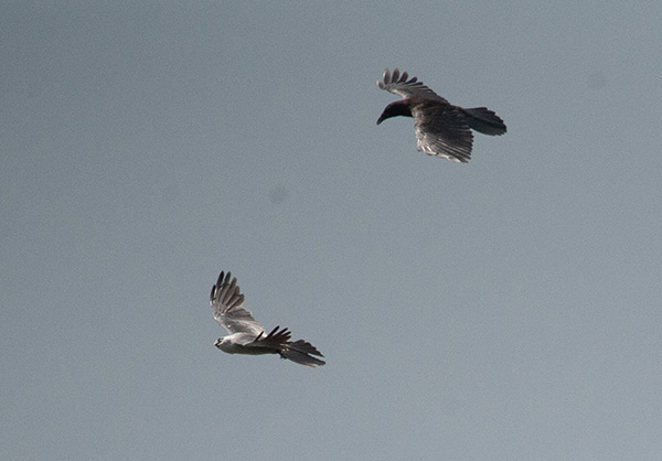 Photo of a Mississippi Kite evading a crow after a mid-air chase. The kite's head is swiveled around, eyeing the crow.