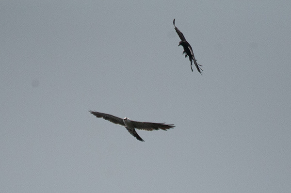 Photo of a Mississippi Kite flying away from a crow after a mid-air chase.