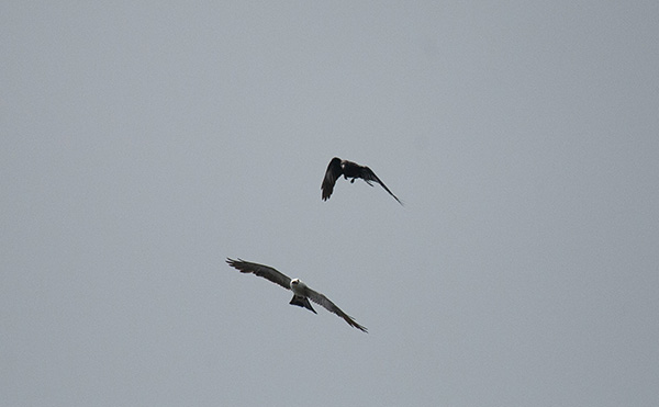 Photo of a Mississippi Kite gaining distance on a crow after a mid-air chase.