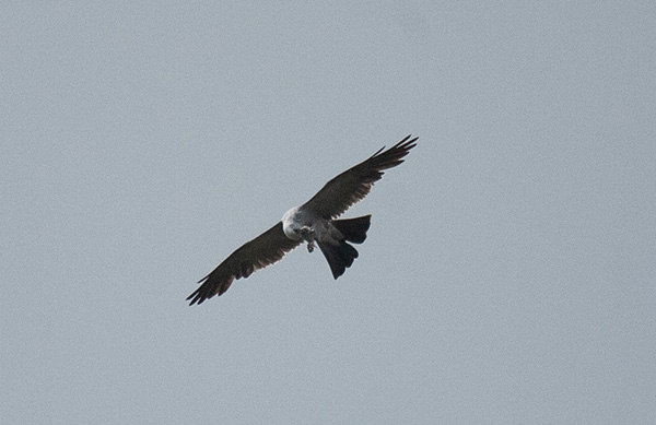 Grainy photo of a Mississippi Kite flying overhead, eating a cicada that is clutched in the claws of its left foot.