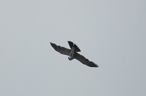 Photo of a Mississippi Kite soaring overhead while dining on a cicada. The bird has stretched one foot forward, clutching the cicada in its claws, and curved its head down to reach the meal with its beak.