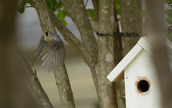 Photo of an adult Tufted Titmouse flying away from its nest box. The small bird is captured mid-flight, wings at full down-stroke, primary feathers fully spread. Most of the bird's feathers are silvery-gray, with very pale (almost white) coloration on its face, throat, chest, and abdomen. Its beak and eyes are black, and it has a prominent patch of black facial feathers from brow to beak. The nestbox is made of wood with the front panel and roof panels painted white. The wood just around the round entry hole is unpainted. The box is secured in a crepe myrtle tree by lengths of decorative black chain.