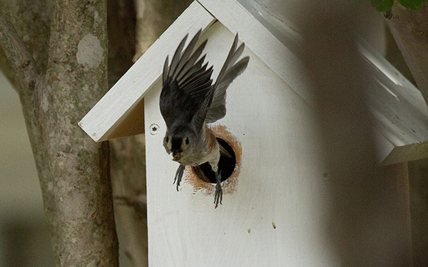 Photo of an adult Tufted Titmouse exiting the nest box. The bird is carrying a packet of nestling excretions away from the nest, which is a regular part of nest housekeeping for many bird species.