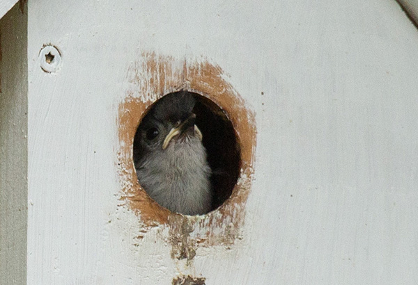 Zoom photograph of a Tufted Titmouse nestling peering out of the entry hole of its nest box. The nestling is looking upward, showing the downy light-gray feathers of its throat and chest. A hint of downy topknot is just visible. Its beak has prominent yellow margins at the downturned corners that make it appear to be frowning.