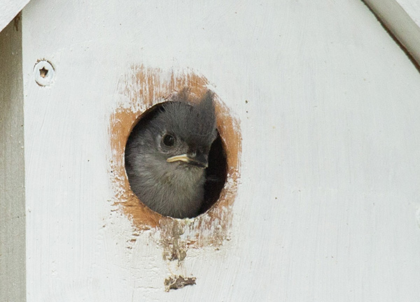 Zoom photograph of a Tufted Titmouse nestling leaning out of the entry hole of its nest box. The nestling's downy gray crest is partially caught in the doorway, but tufts of the crest are outside and upright. It's black beak has bright yellow margins at the downturned corners. The skin around its eye is mostly bald with a few pinfeathers coming in, while the rest of its face and throat are covered in thick, light-gray down.