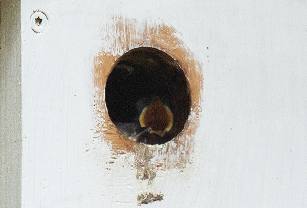 Zoom photograph of the nestbox's round entry hole. Visible against the dark cavity inside the nest box, two nestlings are crowded into the entry. One is begging, open-mouthed, flashing the bright yellow edges of its beak against the redness of its gape. (These yellow-bordered red gapes, present in many species of birds as nestlings and fledglings, make conspicuous targets for parent birds, when they come to feed.) The other nestling is peering over the edge of the entry hole, closed beak and forehead barely in view.