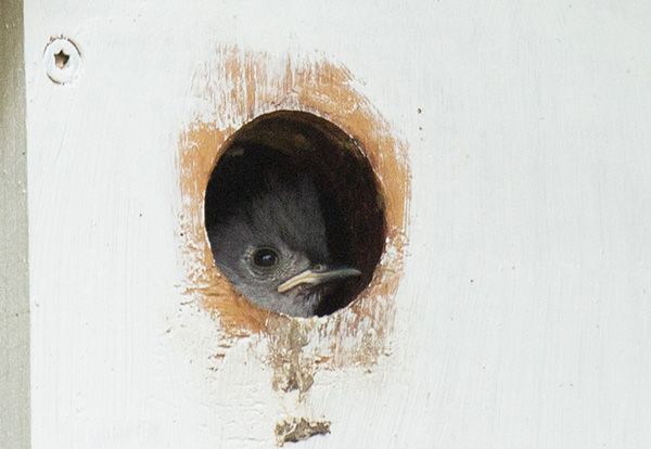 Zoom photograph of a Tufted Titmouse nestling peering out of the entry hole of its nest box. The nestling's face is framed in the entry hole. It has gray down and feathers, and its beak has the prominent down-turned yellow margin at the corners of its mouth that are typical of many bird species' nestlings. The downturned mouth and fluffed down/feathers make the young bird appear grumpy.