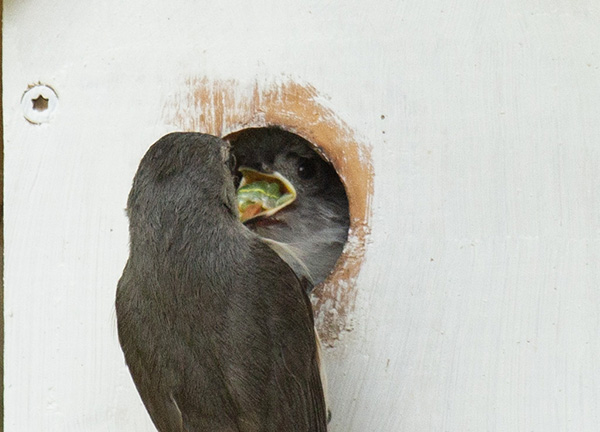 Zoom photograph of an adult Tufted Titmouse clinging to the front of the nest box, facing a nestling that is positioned in the entry hole. The nestling's mouth is open, tongue extended, as it tries to reposition a large green caterpillar in its mouth, so that it can swallow the meal.