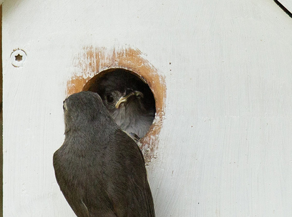 Zoom photograph of an adult Tufted Titmouse clinging to the front of the nest box, facing a nestling that is positioned in the entry hole. The nestling has swallowed the caterpillar that was visible in previous photos. The nestling's head is tipped to one side, making the young bird appear quizzical.