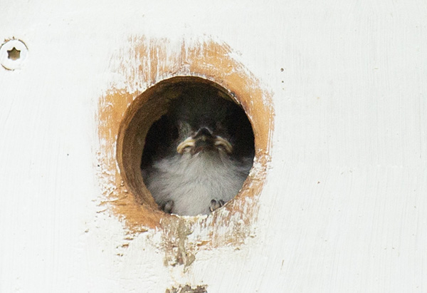 Zoom photograph of a Tufted Titmouse nestling that is peering out of the entry hole of its nest box. The nestling's beak shows prominent yellow margins, downturned at the corner. Its clawed toes are visible, clinging to the inside edge of the entry hole. Its visible throat and chest are covered by fluffy, light gray down.