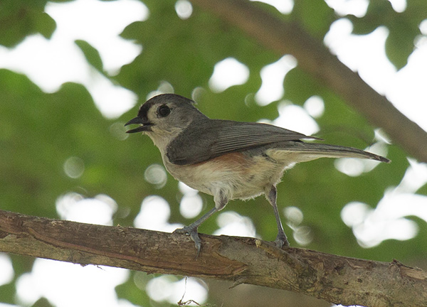 Zoom photograph of an adult Tufted Titmouse perched on a crepe myrtle branch over its nest box. The small bird is looking at the camera with one eye, beak open and feathers slightly ruffled. Its gray crest is flattened almost completely to its crown, the peak barely visible over its nape. Its feathers are gray over its wings and back, with a smudge of orange under the wings, and pale tan from its throat down to its chest and abdomen. Pale feathers cover its cheek between beak and eye, and there is a badge of darker feathers on its forehead. Its sharp beak is black, and its thin legs are gray.
