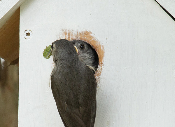 Zoom photograph of an adult Tufted Titmouse clinging to the front of the nest box, facing a nestling that is positioned in the entry hole. The adult bird's head is turned slightly to the left, revealing a large green caterpillar clutched in its beak. The nestling's beak shows prominent yellow margins as it begs for food.
