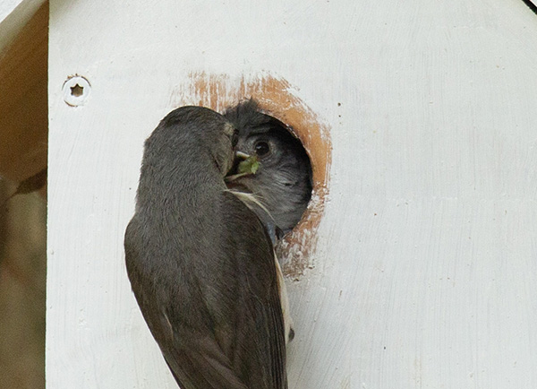 Zoom photograph of an adult Tufted Titmouse clinging to the front of the nest box, facing a nestling that is positioned in the entry hole. The nestling has accepted a large green caterpillar, but is unable to completely close its mouth due to the caterpillar's size.