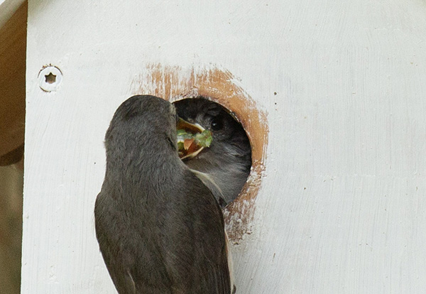 Zoom photograph of an adult Tufted Titmouse clinging to the front of the nest box, facing a nestling that is positioned in the entry hole. The nestling's mouth is wide again, revealing the large green caterpillar jammed cross-wise into its beak. The nestling's tongue is visible, extended from under the caterpillar.